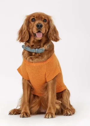 MALO For Pets | Accessories<Cashmere sweater "Less is More", MOG Orange