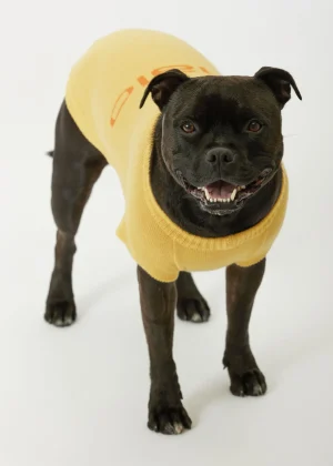 MALO For Pets | Accessories<Cashmere sweater "Less is More", MOG Yellow