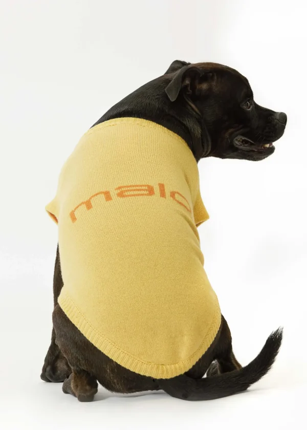 MALO For Pets | Accessories<Cashmere sweater "Less is More", MOG Yellow