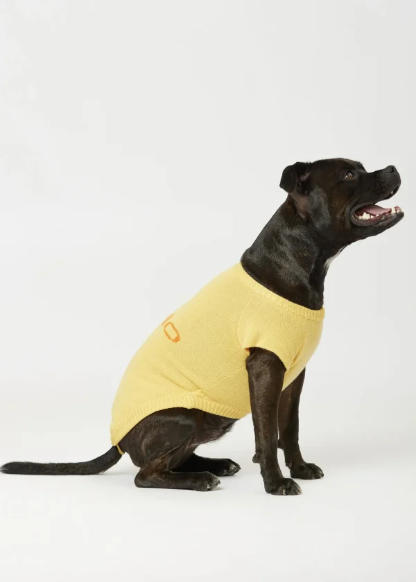 MALO For Pets | Accessories<Cashmere sweater "Less is More", MOG Yellow