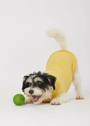 MALO For Pets | Accessories<Cashmere sweater "-ve," MOG Yellow